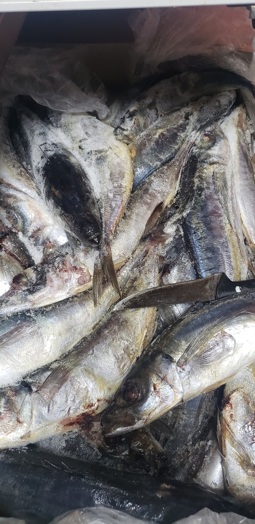 pescado jurel